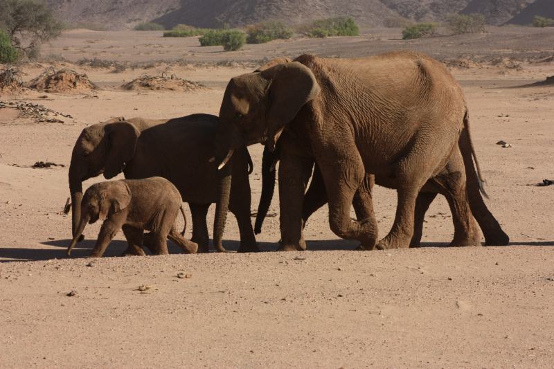 Elefanti del deserto